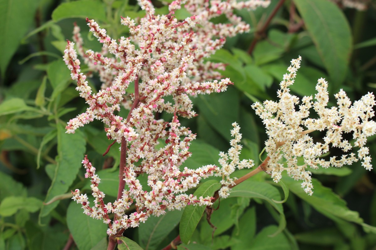 Polygonaceae